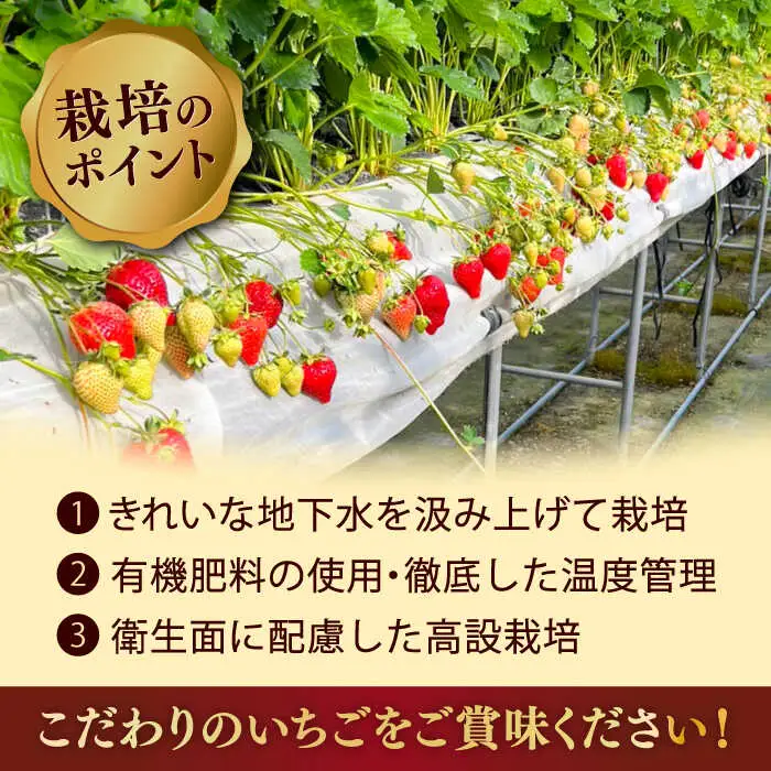 【2027年度先行予約】あまおうLサイズ 約320g×2P [ADAT003] あまおう