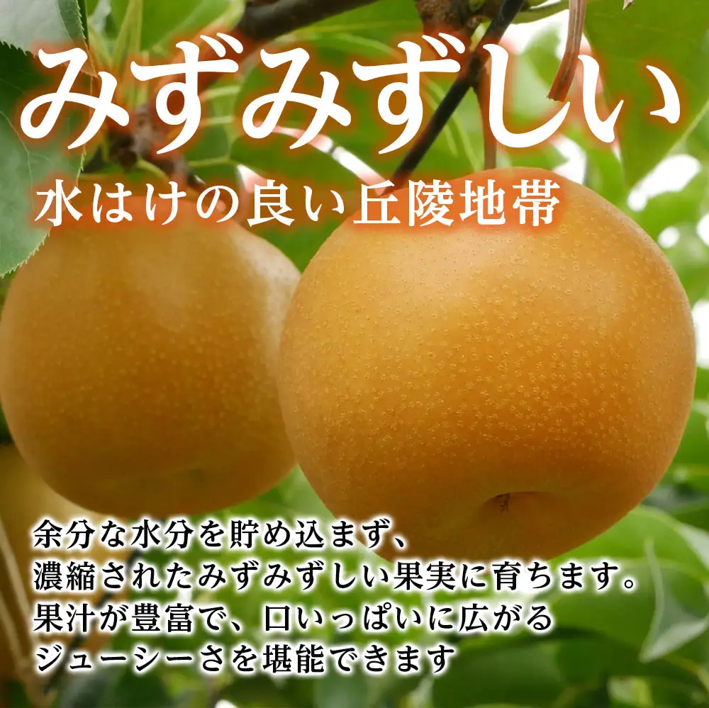 【南信州産】梨「南水」秀品約5kg（8玉～16玉）＜2026年9月中旬より発送＞