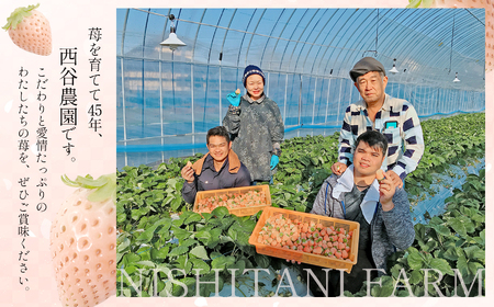 白いちご「淡雪」(大玉限定400g)《化粧箱付》｜西谷農園