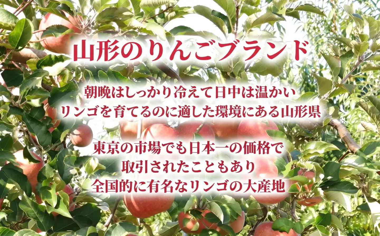 りんご 【 ご家庭用 訳あり 】 ふじりんご 10kg 【11月中旬～12月中旬発送】サンふじ ふじ リンゴ 林檎 山形県  朝日町産 山形県産 特産 果物 フルーツ リンゴ 林檎 秋 冬 送料無料 