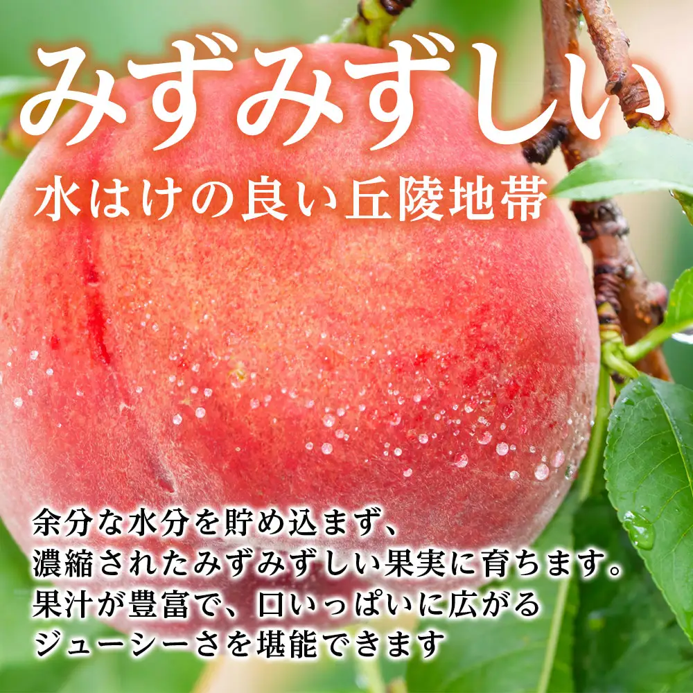 【南信州産】あかつき約5kg（秀品）光センサー選別品＜2027年7月中旬より発送＞