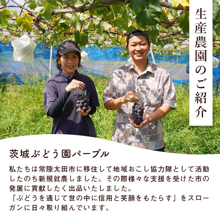 ぶどう 巨峰 種なし 4房 農家支援 災害支援  ぶどう