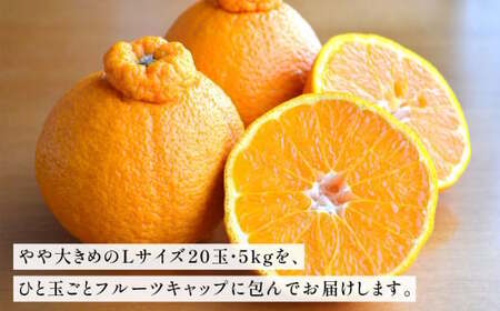紫川デコ（不知火） Lサイズ 20玉入 計5kg【2027年3月下旬～4月上旬発送予定】 KM