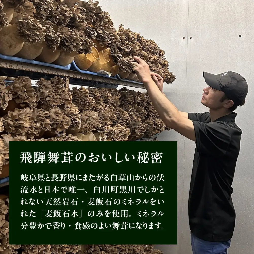 【ふるなびWEEK対象】訳あり（簡易包装）飛騨舞茸 1kg 舞茸【60-2fw】