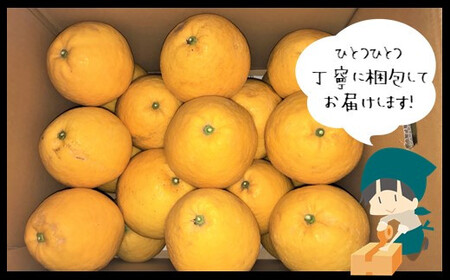 訳あり 河内晩柑 約13kg 後藤農園