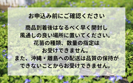 春夏秋冬 季節を感じる箱いっぱいの花苗（年4回 季節ごとにお届け) | 定期便