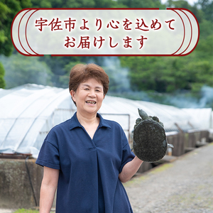 安心院べっぴんこらーげんスープ(計1.8kg・200g×9P)すっぽん スッポン コラーゲン レトルト 小分け 冷蔵【102700601】【安心院すっぽんセンター】