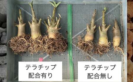 三河焼 植木鉢 ダークシルバー【テラチップいぶし】プランター お手軽 植物栽培セット 園芸 粘土 鉢 植物 土 シルバー 銀 H188-001