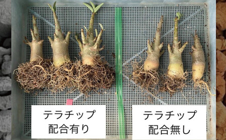 三河焼植木鉢ハーモニーブラウン【テラチップ赤焼】プランター お手軽植物栽培セット 園芸 粘土 鉢 植物 土 シルバー 赤 茶 H188-004