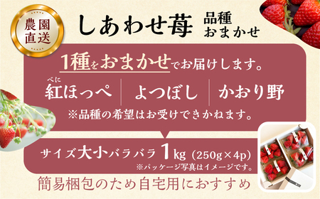 【2027年1月より発送開始】 自宅用 品種おまかせ いちご 1kg (250g × 4p) [しあわせ苺] サイズ バラバラ 訳あり 訳アリ 農園直送 イチゴ フルーツ 果物 子ども 大人 人気 小分け 簡易梱包 家庭用 産地直送 紅ほっぺ よつぼし かおり野 先行予約 岐阜 期間限定 [mt524] family農園watanabe