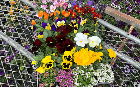 秋 の 花苗 おすすめ セット 24ポット(10月下旬～1月発送) ガーデニング 園芸 花苗