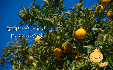 不知火（特選）8kg | 味采市場