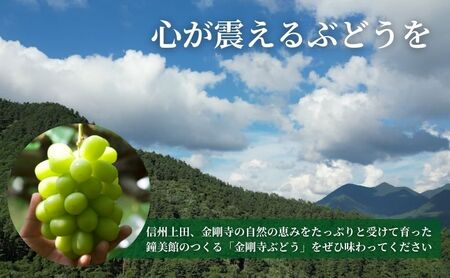 【2026年先行予約】シャインマスカット 信州上田産金剛寺ぶどう 約1kg 2～3房 ぶどう 葡萄 ブドウ マスカット 1kg 果物 くだもの フルーツ デザート 旬の果物 旬のフルーツ 長野県 長野