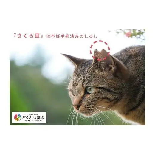 マグネット桜猫　5個入り2セット[野良猫保護支援 保護猫 ねこ のらねこ さくらねこ どうぶつ基金 マグネット 磁石]
