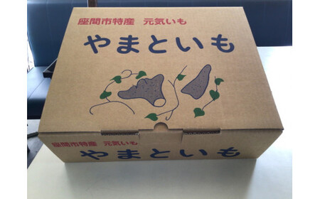 座間市特産品　大和芋　秀　3kg｜贈答品 とろろいも とろろ芋 山芋とろろ やまいも やまといも ※2022年12月上旬～2023年1月下旬頃に順次発送予定