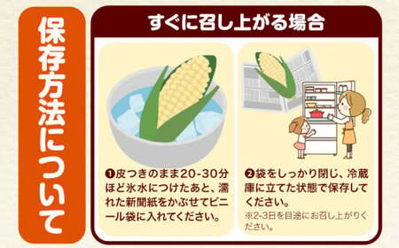 朝採れ 白いとうもろこし 白いおおもの 約5kg (13本入 2L) 七戸宏大 岩手県九戸村