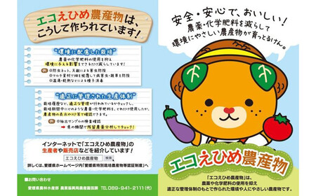 【定期便】 ブルーベリー三昧Cセット（約26kg／13回発送） 完熟生ブルーベリー（8月中旬以降は冷凍ブルーベリー） エコえひめ認証