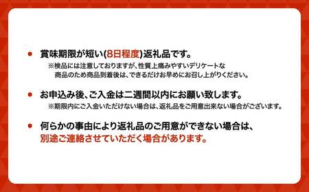 先行予約 梨 濃あま梨 約3kg 6〜10玉前後 2026年8月中旬から9月下旬発送予定