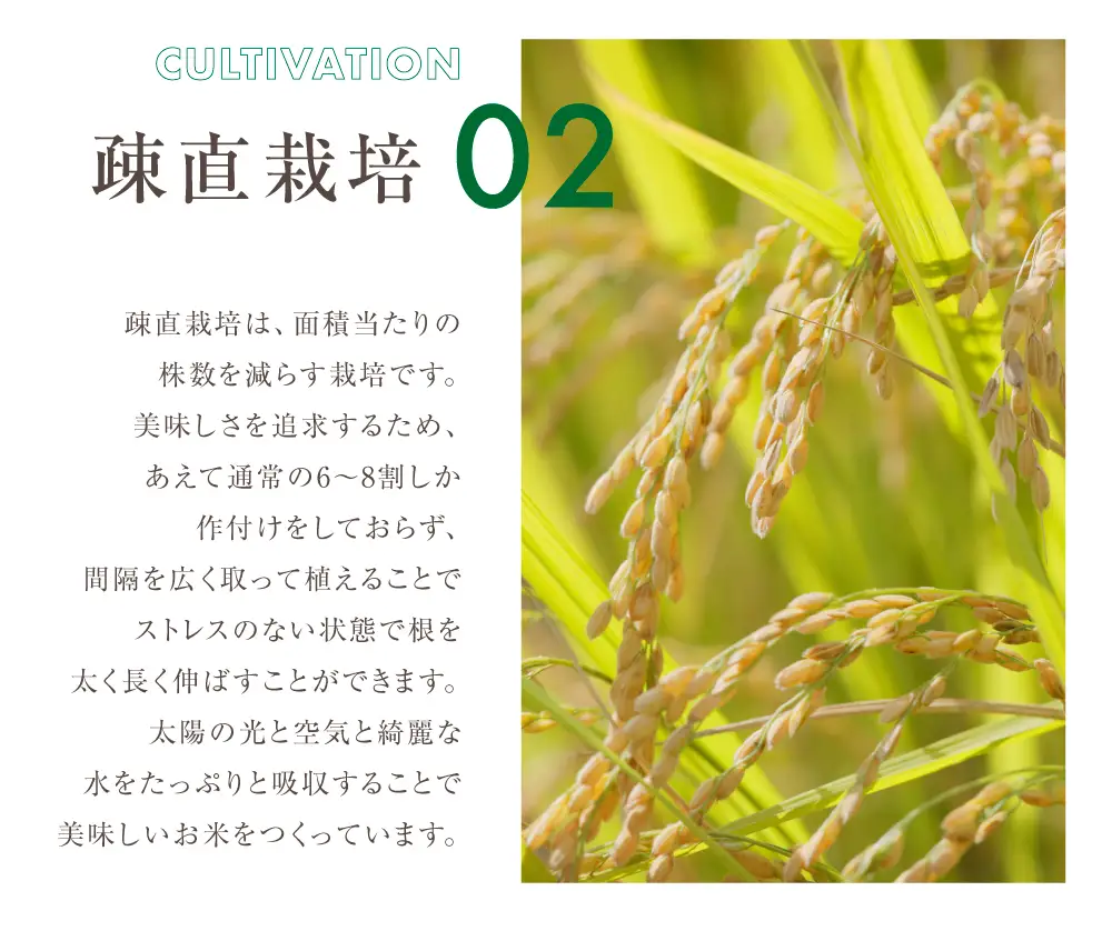 【定期便3回】黒米 800g (400g × 2袋）米 こめ ごはん 健康 古代米 岐阜県産 本巣市 お米 美容 健康 おにぎり 弁当 おいしい 旨味 ぷちぷち 和食 アグリフレンドホリグチ 3か月
