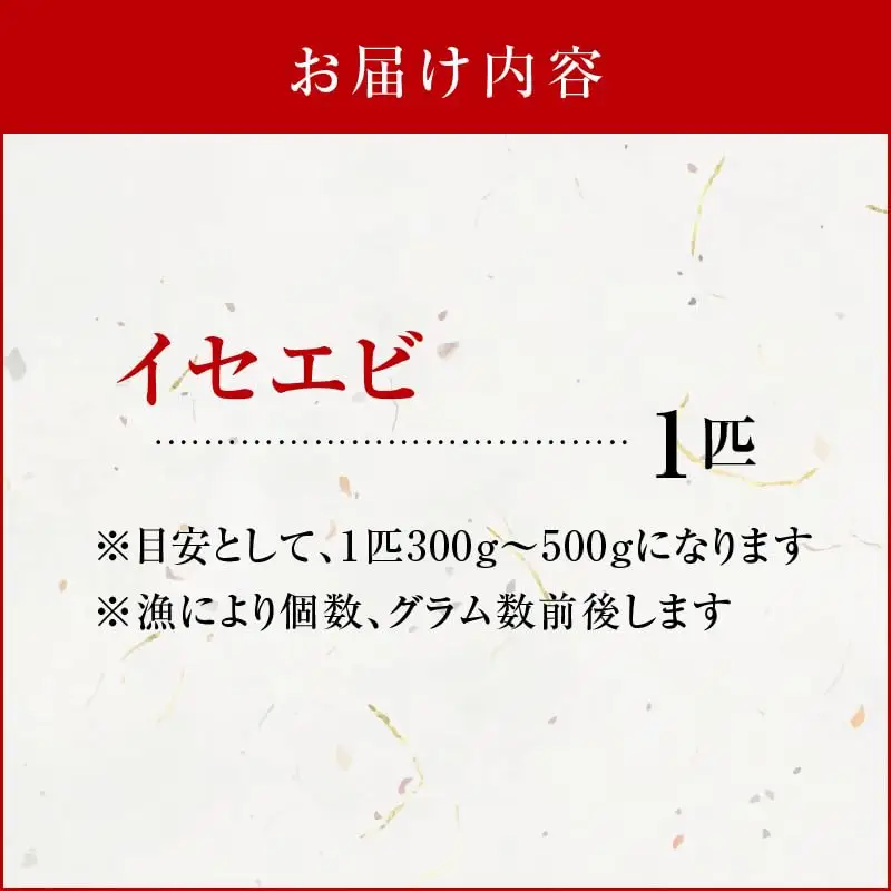 沖永良部島 の 天然 イセエビ 1匹 C010-021 魚介類 冷凍 海老 エビ 伊勢海老
