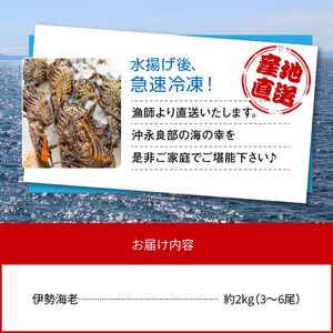 沖永良部 島産 伊勢海老 約2kg ( 3～6尾 ) C041-003 魚介類 冷凍 海老 エビ イセエビ