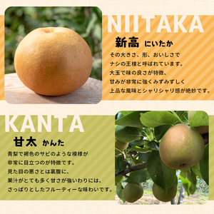 くまもと 旬の 梨 約 5kg | フルーツ 果物 くだもの なし ナシ 梨 旬 熊本県 玉名市