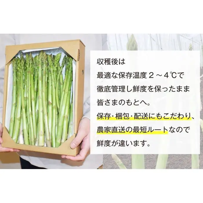 【朝採り直送】夏芽アスパラガス 1kg（L-Mサイズ）福岡県産 2026年