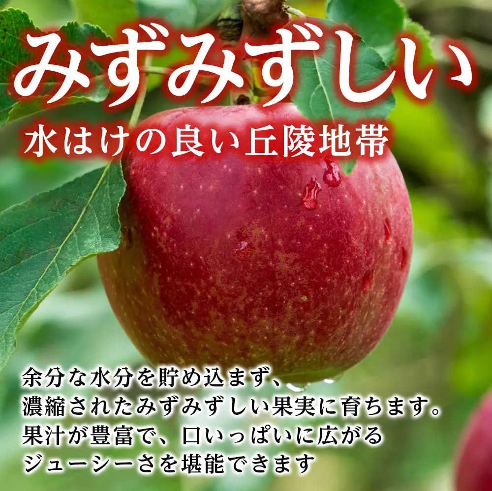 【長野県産!】甘～いりんご(シナノスイート)約10kg 秀品＜2026年10月中旬から発送＞