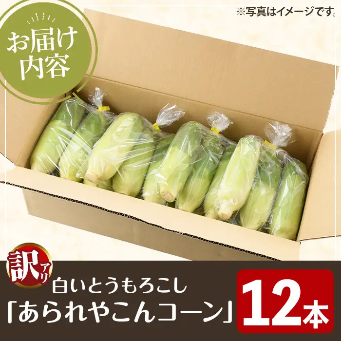 訳あり！白いとうもろこし「あられやこんコーン」(12本) 国産 トウモロコシ 玉蜀黍 ホワイト コーン 野菜 糖度 夏 イネ科 数量限定 期間限定 訳アリ 旬 【うとさんち】akn067-05
