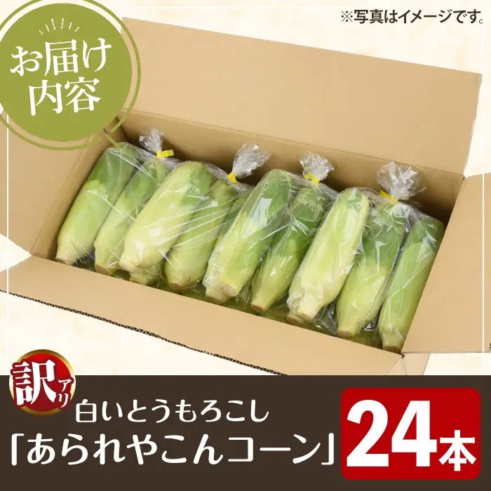 ＜先行予約受付中！2026年11月下旬以降順次発送予定＞訳あり！白いとうもろこし「あられやこんコーン」(24本) 国産 トウモロコシ 玉蜀黍 ホワイト コーン 野菜 糖度 イネ科 数量限定 期間限定 訳アリ 旬 【うとさんち】akn067-29