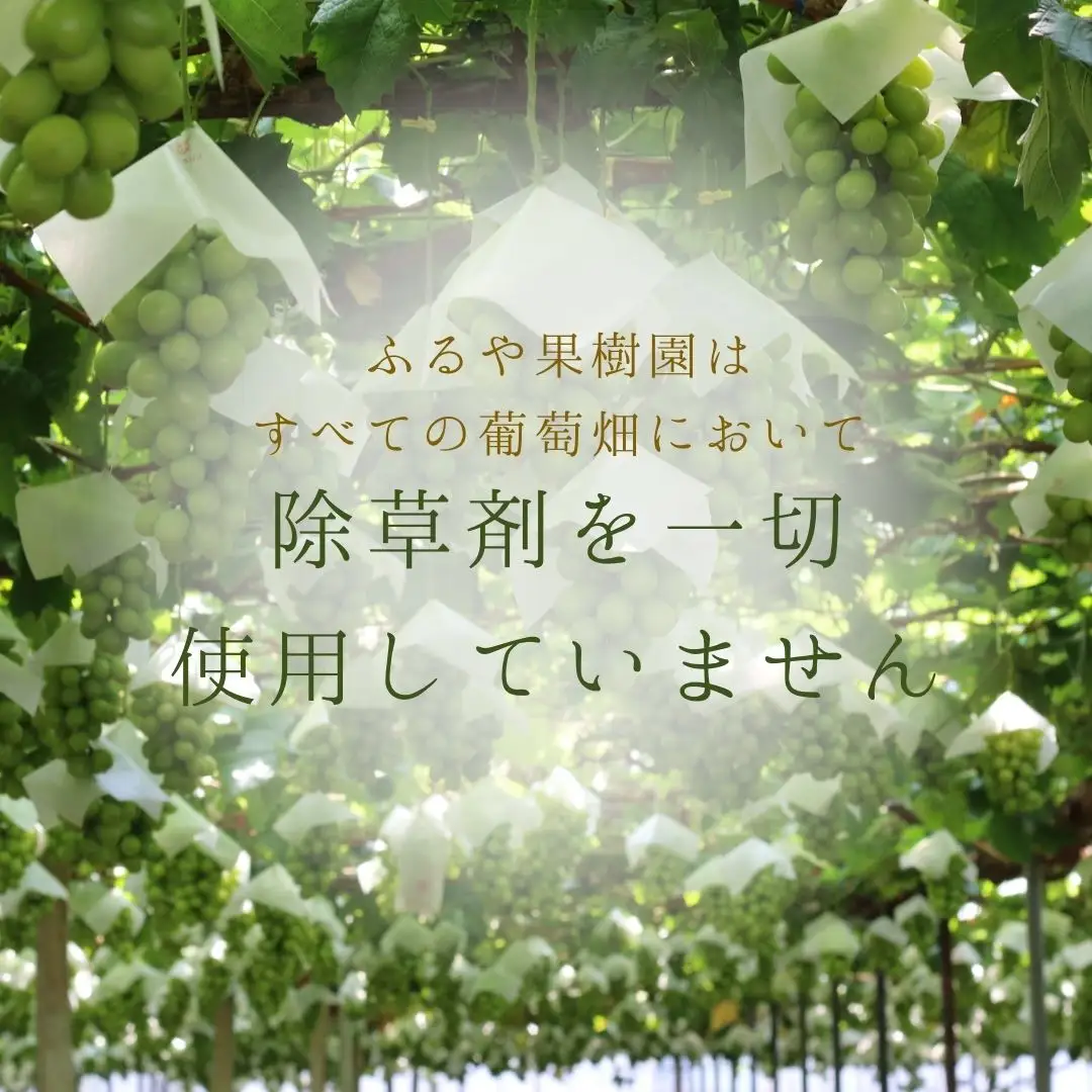 【令和8年発送・先行予約】南アルプス市産シャインマスカット(3房・約1.8kg)真心で育てる大地の宝石！ ALPDX003