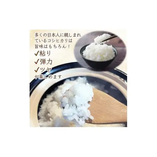 コシヒカリ 10kg 5kg×2袋 精米したて 減農薬 減化学肥料 白米 千葉県産コシヒカリ こしひかり 新鮮 鮮度 米 ちばエコ農産物
