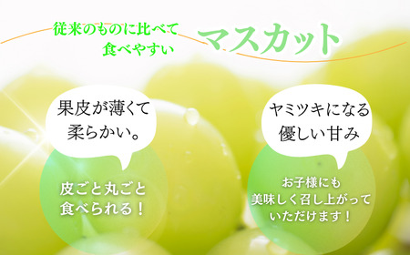 紀州和歌山産 シャインマスカット 約2kg ※2026年8月下旬頃〜2026年9月上旬頃に順次発送 ※日付指定不可 ぶどう ブドウ 葡萄 マスカット 果物 くだもの フルーツ 人気 旬の果物【uot798】