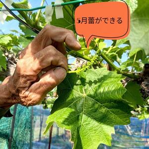 家庭用 大粒  9月以降発送 シャインマスカット 1.2kg （ ２房～ ） 農家直送完熟　シャインマスカット