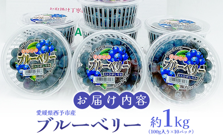 ＜愛媛県西予市産 ブルーベリー 約1kg（100g入り×10パック）＞ ぶるーべりー 果実 果物 生 くだもの フルーツ 国産 小分け ジャム スムージー 株式会社フジ・アグリフーズ 愛媛県 西予市【冷蔵】『2025年7月～8月末迄に順次出荷予定』OFA0006