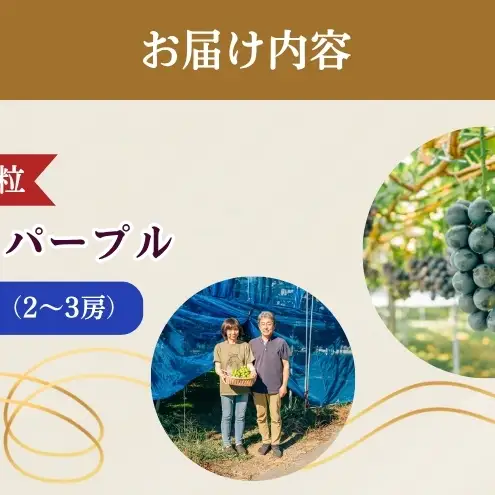2026年産 ぶどう 長野 ナガノパープル 約1.2kg 2〜3房 特選 大粒 種なし 皮ごと 産地直送 フルーツ 果物 デザート おやつ 葡萄 長野パープル 秋 旬 旬の果物 旬のフルーツ 信州 信州産 長野県 長野県産 2026 2026年