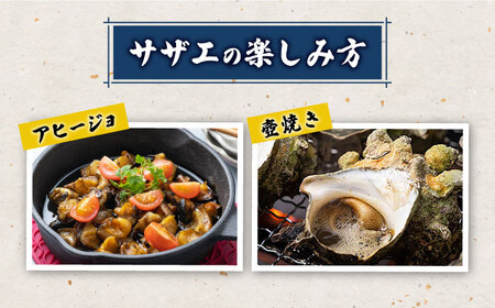【先行日時予約】対馬産 活サザエ 3kgさざえ サザエ 刺し身 貝 [WAA032]