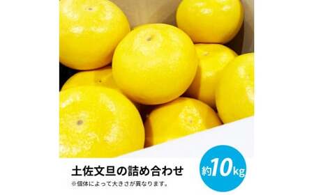 先行予約 土佐文旦１０㎏詰め合わせ