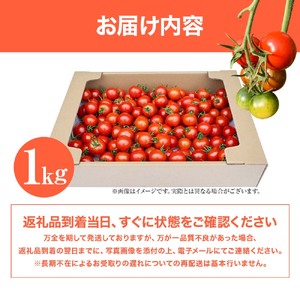 【11月発送】トマト 1kg 中玉サイズ ミニトマト【R01409】