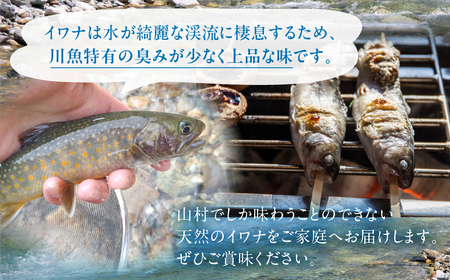 先行予約 6月以降順次発送 白川村産 天然岩魚 イワナ 10尾 18cm以上 岩魚 天然 いわな イワナ 魚 川魚 BBQ バーベキュー アウトドア 岐阜県 白川郷 世界遺産 塩焼き 20000円 [S804]