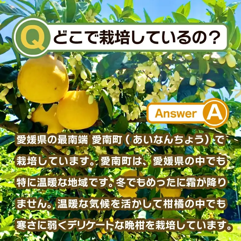 【訳あり】 みかん職人の河内晩柑 大玉 10kg 先行予約 河内晩柑 みかん職人武田屋