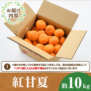＜先行予約受付中！2027年1月中旬以降順次発送予定＞紅甘夏(約10kg) 国産 鹿児島県 阿久根市 果実 果物 フルーツ 柑橘 みかん ミカン 期間限定 数量限定【桐野柑橘株式会社】akn070-08