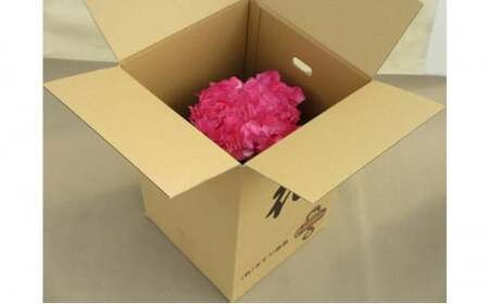 シクラメン 10号鉢（30cm） ますだ農園 【お届け：11月～12月】 花 植物 フラワー F4N-2830