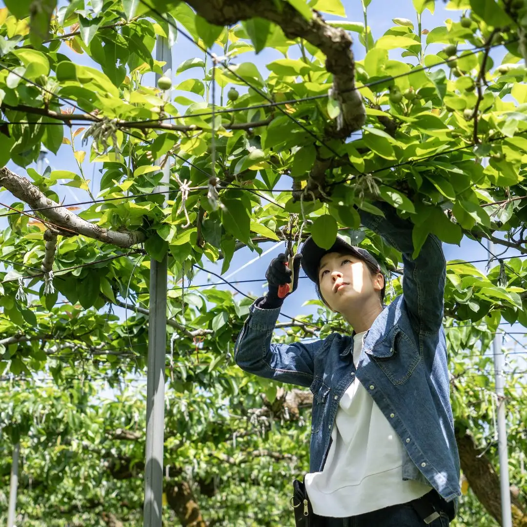 【2026年先行予約】 和梨 豊水 約5kg 9月上旬以降発送 新潟県三条市産 梨 しなのがわジューシーファーム