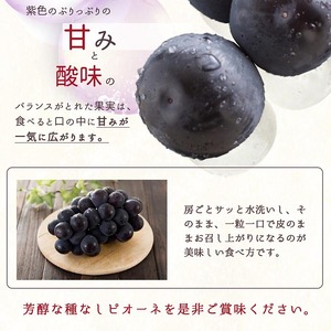 紀州和歌山産ピオーネ 約2kg◇ 