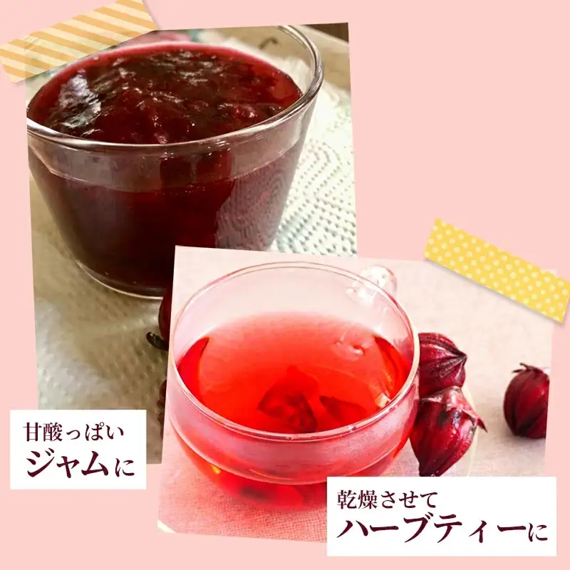 【先行受付】生ローゼル 約１キロ - 2026年11月以降順次発送 ハイビスカスローゼル 1kg フレッシュ ハーブ ビタミン ミネラル クエン酸 アントシアニン ポリフェノール 国産ハーブ 沖縄県産 沖縄県 八重瀬町