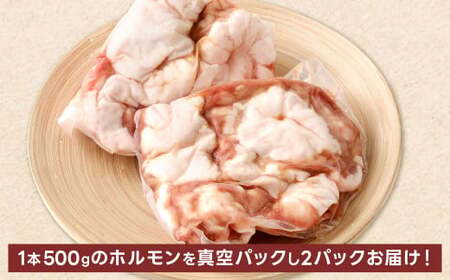 1本焼き 激厚 ホルモン 厚腸版 新鮮 ホルモン 塩ホルモン モツ もつ 牛モツ 牛もつ ぷりぷり 旨味 黒毛和牛 小腸 腸壁 真空パック 国産 九州産 冷凍