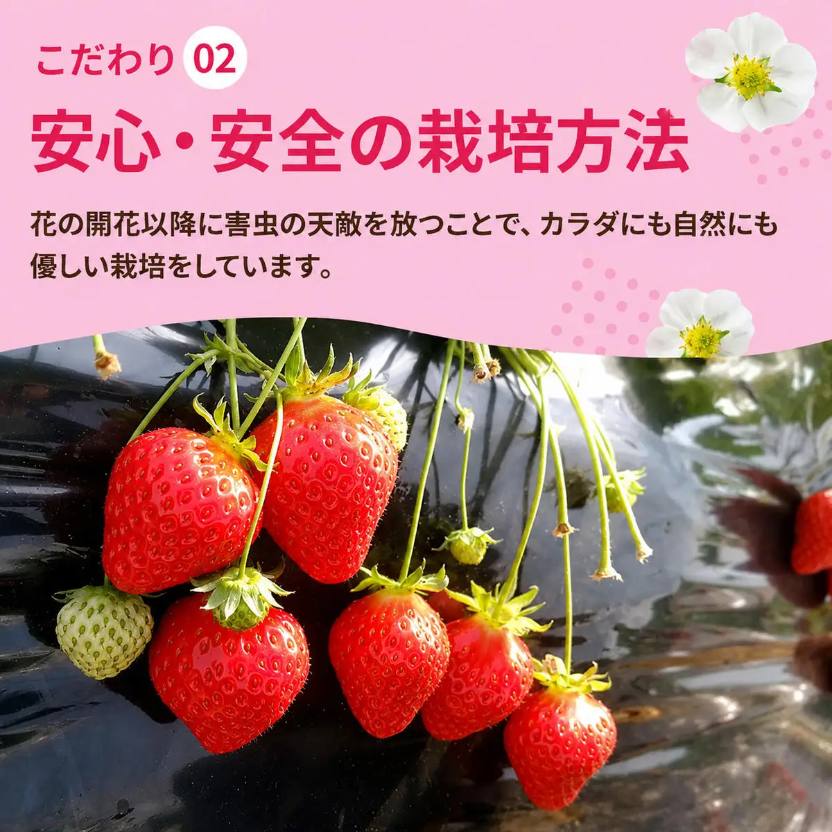 いちご 古都華 完熟 奈良県産 いちご【約1000g 250g×4パック】【冷蔵 先行予約】