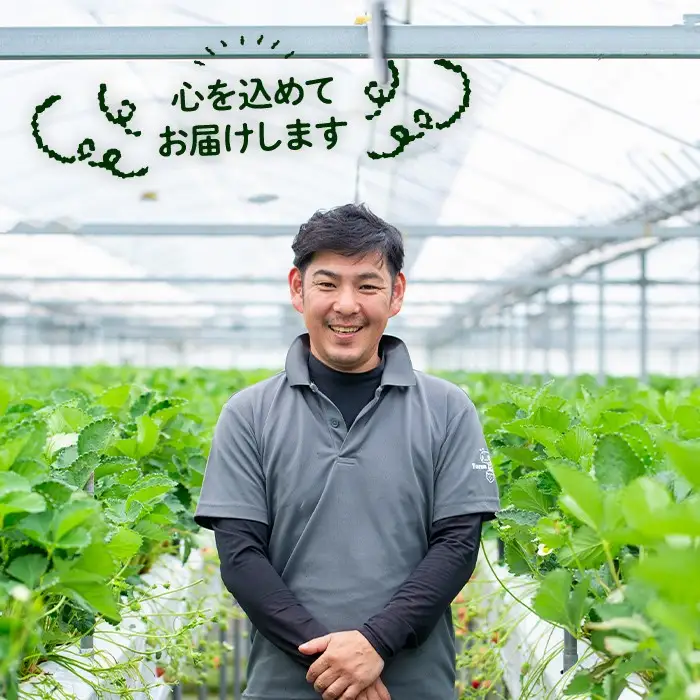 ＜10月1日から先行予約受付開始！＞＜2027年1月上旬～4月下旬の間に発送予定＞いちご(計約800g・200g×4P)苺 イチゴ フルーツ 果物 くだもの 果実 ベリーツ【117900100】【Farm U.S.A.】