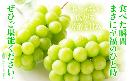 シャインマスカット 約1.8kg (3房) 